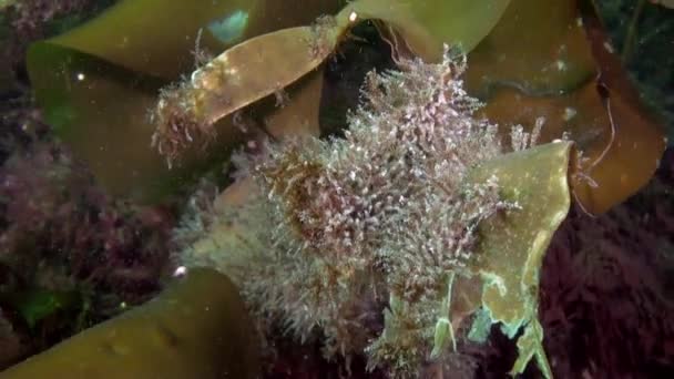 巴伦支海海底的海藻 除了丰富的海洋生物外 海底还有各种各样的地貌 包括沙质地貌 — 图库视频影像