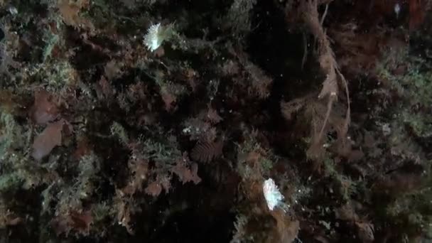 Нуджибранч Унікальному Підводному Середовищі Баренцового Моря Морське Дно Баренцового Моря — стокове відео