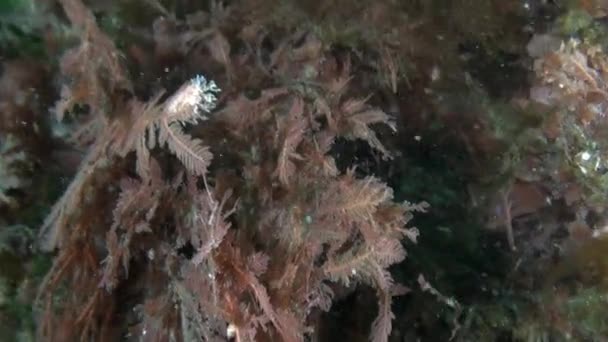 Hidróide Sobre Algas Marinhas Mar Subaquático Barents Além Abundância Vida — Vídeo de Stock