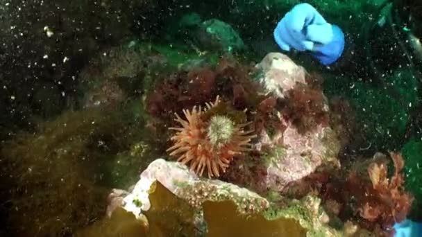 Ruka Potápěče Krmí Sasanky Pod Vodou Barentsova Moře Anemony Jsou — Stock video