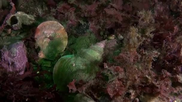 Seashell Mořském Dně Barentsova Moře Jedinečnými Obyvateli Fascinující Mořské Dno — Stock video