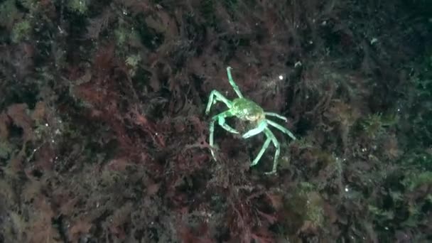 ノヴァヤ ゼムリャのバレンツ海の水中に潜る海藻の間に隠されたカニ Plesthoraのビデオの広大なコレクションの映像のカニと他のDenizensの信じられないほどの水中領域 — ストック動画