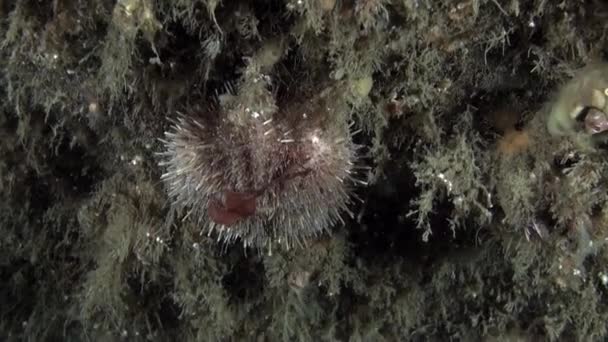 海葵海葵和海带在卡拉海底部的水下 在镜头档案中 有许多令人惊讶的水下世界及其居民的视频 — 图库视频影像