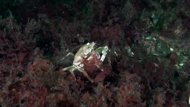 Caranguejo Fundo Mar Subaquático Mar Kara Novaya Zemlya Caranguejo Algas — Vídeo de Stock