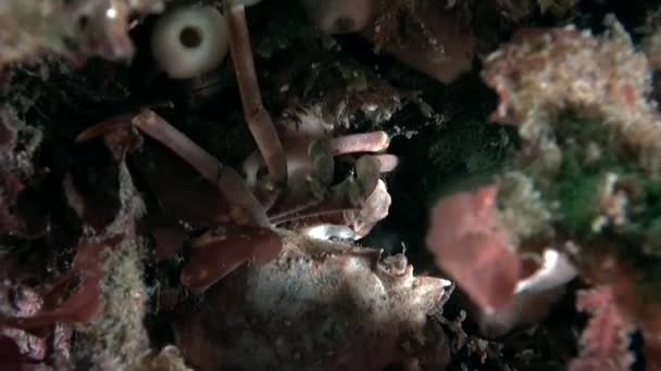 バレンツ海の底にカニ カニは石や地面の表面に住んでいる 地元の漁業にとって重要です 家畜や野生の繁殖の両方することができます — ストック動画