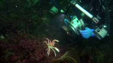 Crab, Kara Denizi 'nde su altında çekim yapan bir kameranın önünde poz veriyor. Strigun yengeci taşta yaşar ve denizin sığ bölgelerinde yer yüzeyinde..