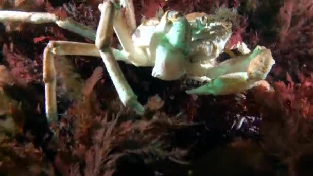 Chionoecetes Opilio Allgemein Bekannt Als Strigun Krabbe Lebt Der Karasee — Stockvideo