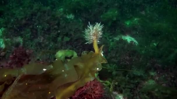 Novaya Zemlya的卡拉海的水下植物 在卡拉海发现的水底藻类种类 通常称为海生莴苣和海带 — 图库视频影像
