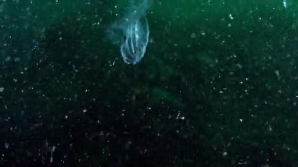 Желеобразное Тело Ctenophora Mnemiopsis Широко Известное Sea Gooseberry Несмотря Свою — стоковое видео