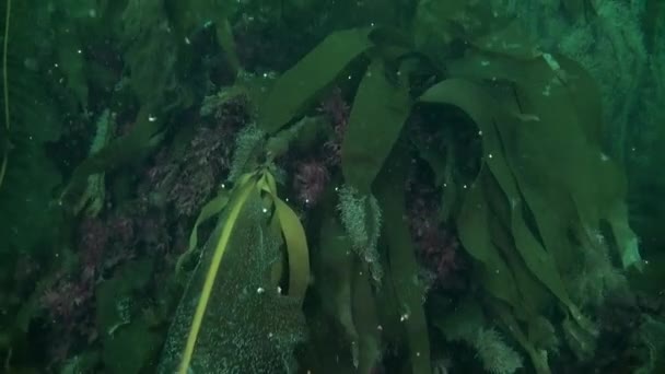 Plantas Subaquáticas Água Que Totalmente Clara Fundo Mar Kara Número — Vídeo de Stock