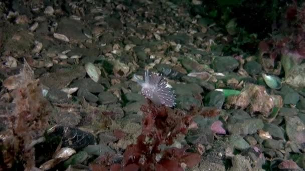 Peluru Nudibranch Putih Laut Barents Benih Laut Barents Adalah Ekosistem — Stok Video