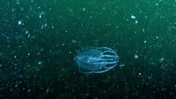 Ctenophora Zijn Licht Transparant Met Rok Bladen Deze Soort Heeft — Stockvideo