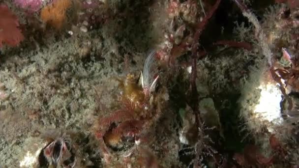Καραβίδες Στρειδιών Μοναδικό Υποβρύχιο Περιβάλλον Της Θάλασσας Μπάρεντς Seabed Της — Αρχείο Βίντεο