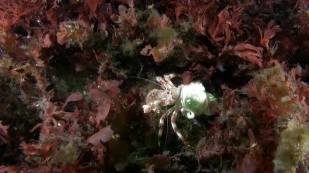 Ермітський Краб Унікальний Підводний Морський Мешканець Який Шукає Захисту Оболонках — стокове відео
