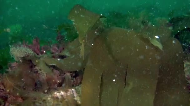 唐海の海底の海洋植生 唐海には海レタスや昆布とも呼ばれる様々な種類の海洋藻類が生息しています — ストック動画