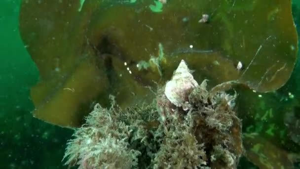 Krab Poustevník Sedí Mořském Dně Tito Jedineční Tvorové Zvaní Krabi — Stock video