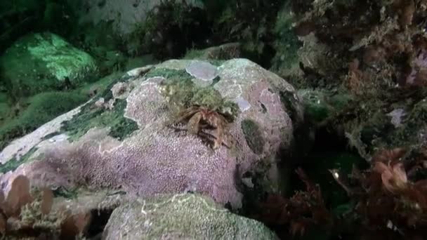 Vegetação Oceânica Subaquática Fundo Mar Kara Mar Novaya Zemlya Videoteca — Vídeo de Stock