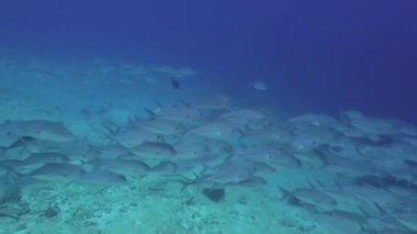 Büyük gözlü trevally Maldivler 'de su altında yüzer. Güzel resim..