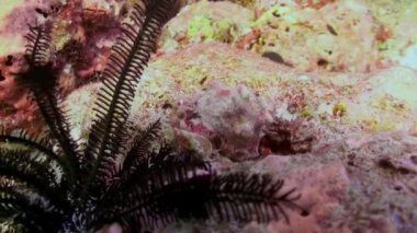 Maldivler 'de büyük ve küçük zebra mercan kırmızısı keşiş yengeci. Bu keşiş yengeci türü deniz resifi akvaryumunda tutmak için idealdir.
