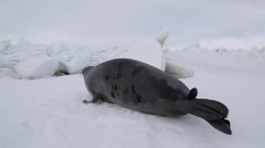 Kardaki şirin fok sincap avlamak için karnının üstünde hareket eder ve yanına uzanır. Bu hayvanlar Japon Denizi 'nin ekosisteminde hayati rol oynamaktadır, balık ve diğer deniz canlılarının nüfusunun düzenlenmesine yardımcı olmaktadır.
