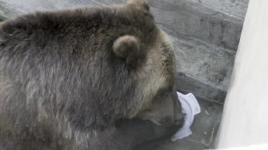 Kahverengi ayı suda rahatlar ve plastik tabaklarla yakın plan oynar. Bu kahverengi ayıyı karada görmek doğanın güzelliğinin ve vahşiliğinin kanıtıdır.,
