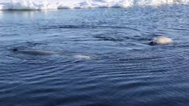 Japon Denizi 'nin arka planındaki buzullardan foklar yüzer ve ortaya çıkar. Foklar büyüleyici yaratıklardır. Sudaki hayata inanılmaz bir verimlilikle uyum sağlamışlardır..