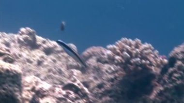 Kızıldeniz 'in altında çeşitli renkte balıklar, mercan yakınında yüzerler. Suyun içinden çıkan solungaçlarla nefes alırlar. Birçok farklılıklarına rağmen tüm balıklar bazı temel özellikleri paylaşır.