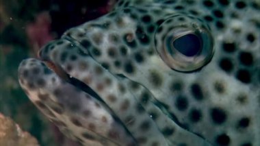 Kızıl Deniz 'in sualtı yatağında, yakın plan balık olan Grouper Epinephelus. Orfoz balıkları ayırt edici yuvarlak vücutları ve büyük ağızlarıyla karakterize edilir..