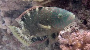 Yakın plan papağan balığı Calotomus mercanda su altında canlanır. Kızıldeniz doğa meraklıları için bir cennet. Renkli mercan resifleri ve deniz yaşamının bolluğu ile,