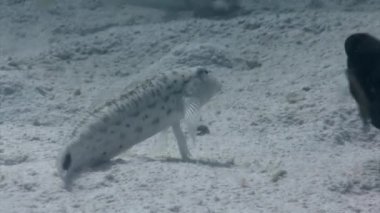 Vanderhorstia ambanoro ya da Kızıldeniz 'in deniz tabanında ambanora karides goby. Ambanora karides goby belirgin, üçgen başı ve yanlarındaki parlak mavi noktalarıyla karakterize edilir..