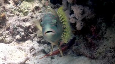 Yakın plan balık Calotomus, Kızıl Deniz 'de papağan balığını canlı tutuyor. Kızıl Deniz ise doğa severler için bir cennet. Renkli mercan resiflerinden egzotik vahşi yaşamına kadar benzersiz bir deneyimdir..