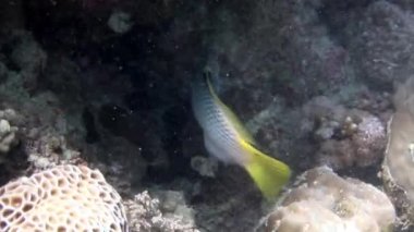 Gümüş renkli Calotomus, Papağan balıklarını Kızıl Deniz 'in altında yakına çekiyor. Sarı yüzgeçli ve kuyruklu gümüşi balıklar Kızıl Deniz 'in su altı dünyasının kristal berrak suyuna yakın dururlar..