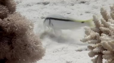 Balık Parupeneus berberinus Kızıldeniz 'in sualtı yatağında. Balık Parupeneus berberinus ev akvaryumları için küçük ve popüler bir seçimdir..