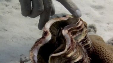 Kızıl Deniz 'de insan eli Tridacna' ya suyun altında dokunuyor. Bu tür ayrıca büyük miktarlarda suyu filtreleme yeteneği ile de bilinir, bu da doğal ortamında suyun saflığını korumasına yardımcı olur..