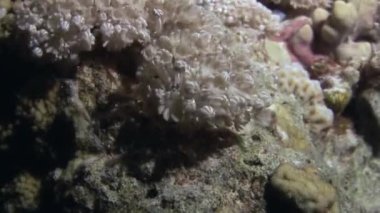 Xenia sp, atımlı hareketleriyle karakterize edilen bir mercan türüdür. Xenia 'yı ne harekete geçirir? Ayrı, ışık ve su hareketine tepki olarak titreşim ve salınım yeteneği..