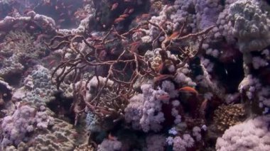 Kızıl Deniz 'deki su altı mercan resiflerindeki küçük balıklar grubu. Mercanlar çeşitli şekillerde, boyutlarda ve renklerde gelir ve bu onları akvaryumlara ve fotoğrafçılar için en sevilen konu haline getirir..