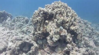 Mercanlar, okyanuslar dünyasında önemli rol oynayan güzel organizmalardır. Bu, Anthozoa sınıfına ait omurgasızların soyu. Çeşitli deniz türlerine ev sahipliği yaparlar..