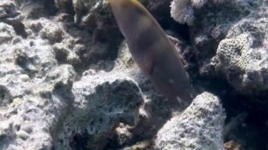 Papağan balığı, Kızıldeniz 'in deniz tabanındaki mercanların altında yakın çekim yapar. Bereketli mercan bahçeleri ve canlı yaban hayatıyla görülmeye değer bir manzara..