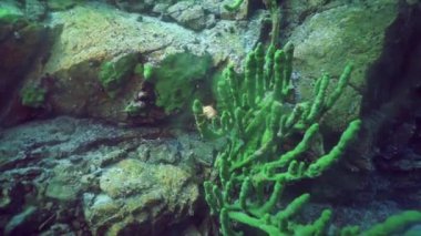 Acanthogammarus, Baykal Gölü 'nün derinliklerindeki bitkilerin etrafında hareket ediyor. Göldeki balık türleri Baykal omul, Baykal beyaz balık ve golomyanka gibi çeşitli ve benzersizdir..