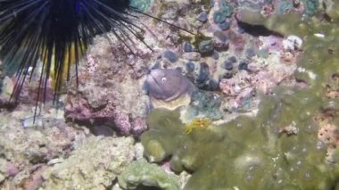 Moray yılan balığı deniz kestanesinin arka planında. Berrak sulardaki deniz yaşamı okyanusun zenginliğinin çarpıcı bir yansımasıdır..