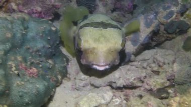 Diodon lituresus balığı, su altında mercanların arka planına karşı yakın çekim yapar. Kristal berrak sulardaki su altı dünyası doğanın cömertliğinin harika bir göstergesidir..