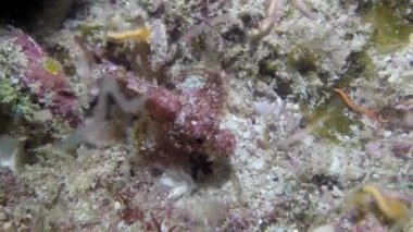 Mercanların etrafında yüzen güzel balıkların sualtı görüntüsü gerçekten büyüleyici. Günlük hayatımızda küçük değişiklikler yaparak, mesela tek kullanımlık plastik kullanımını azaltmak gibi..