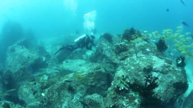 Andaman Deniz Adaları 'nın harika deniz tabanında balık sürüsü. Renkli mercan resiflerindeki sualtı yaşamı mavi arka plandaki şeffaf berrak suda. Sualtı okyanusunda dalış ve şnorkelle yüzmek..