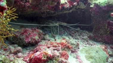Yakın plan ıstakoz Maldivler 'de okyanus tabanındaki su altı kayalarının altında saklanır. Mercanlar sayısız balık türüne ve diğer deniz yaşamına ev sahipliği yapar. Istakoz Nephropidae büyük bir deniz kabuklu deniz hayvanı..