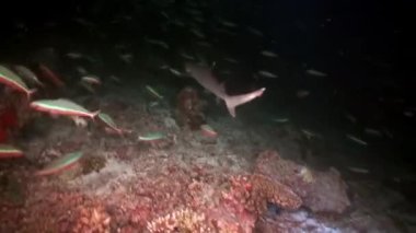 Hint Okyanusu, Maldivler - 25 Eylül 2019: Büyük balık ve hızlı resif köpekbalığı Maldivler 'de karanlık sularda fenerlerin ışığında kumlu zemine karşı.