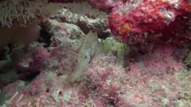 Maldivler 'deki berrak sularda mercan üzerinde tehlikeli yaban domuzu balığı. Sırtında zehirli dikenleri olan deniz yırtıcı balık ailesi mercan resiflerinin dibinde yaşıyor ve rol yapıyor..