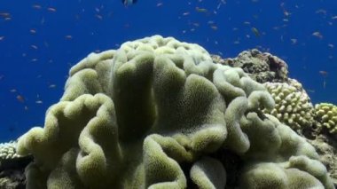 Maldivler 'deki Hint Okyanusu' ndaki sualtı mercan resifinde yumuşak mercan. Mercanlar, okyanusların sualtı dünyasında önemli rol oynayan büyüleyici ve güzel organizmalardır..
