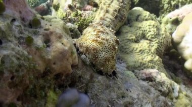 Mercan üzerindeki holothuria, Maldivler 'de su altında yavaşça hareket eder. Holothuria ya da deniz hıyarı veya deniz kapsülü, ekodermik cinsinin omurgasızları sınıfıdır..