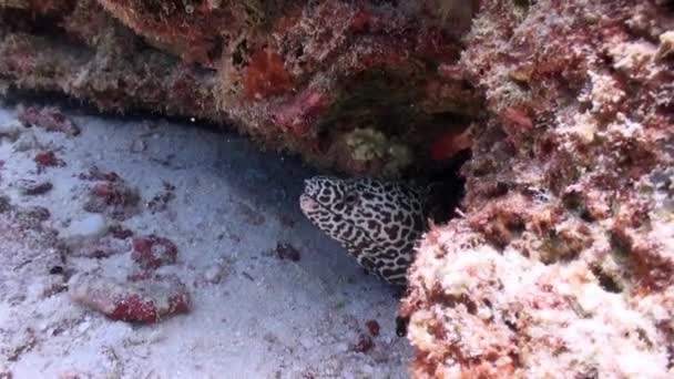 在马尔代夫 在海底珊瑚盘之下的莫雷鳗鱼在水下进行了特写 只有已知的动物才会用它们的咽喉来主动地抓住和抓住它们的猎物 — 图库视频影像