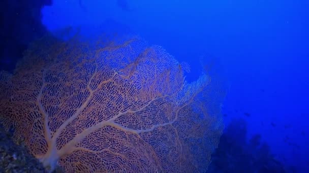 Coral Fundo Subaquático Água Azul Escuro Maldivas Por Causa Suas — Vídeo de Stock
